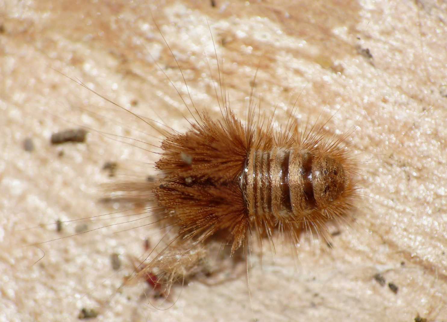 Istrice (Larva di Dermestidae)